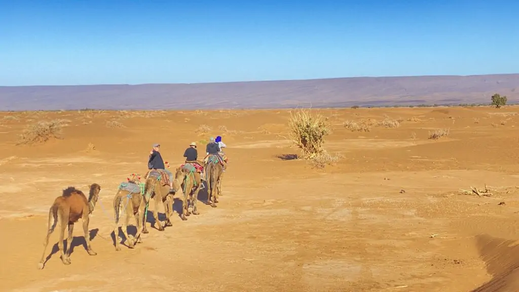 Camel trek crossing a stony desert plain