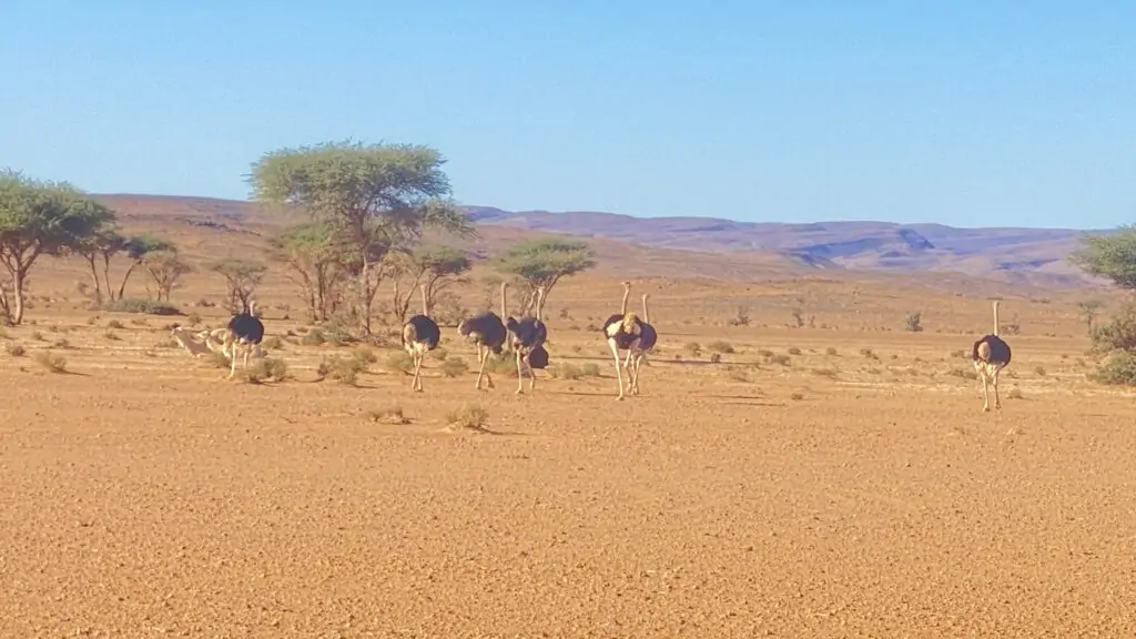 Morocco Private tours in amazing morocco
