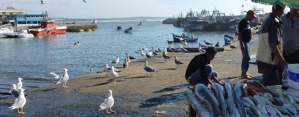 Fishing port in Essaouira with seagulls and workers at the water's edge