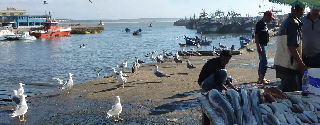 Fishing port in Essaouira with seagulls and workers at the water's edge